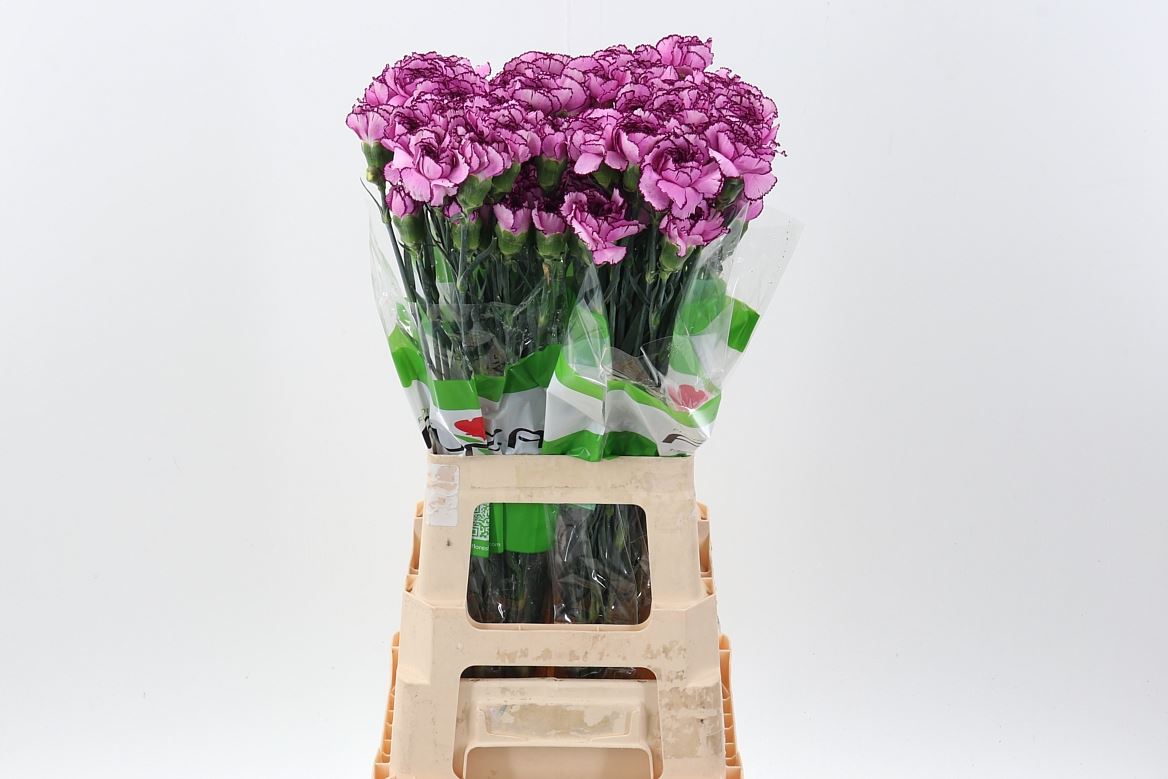 Dianthus Single Royal Damascus 70cm