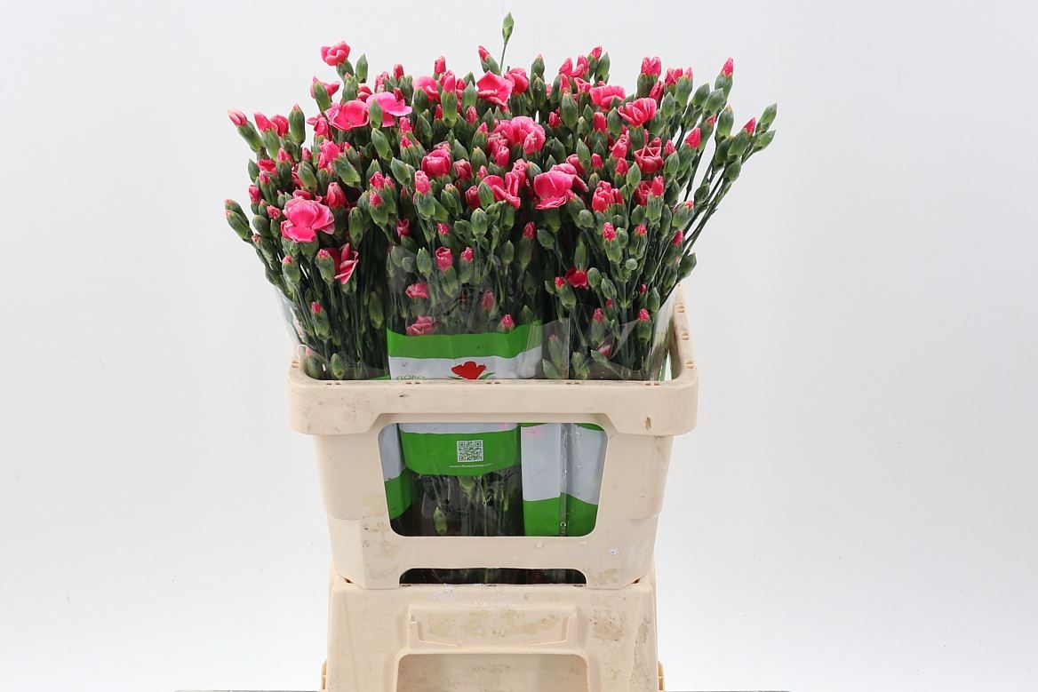 Dianthus Spr 60cm