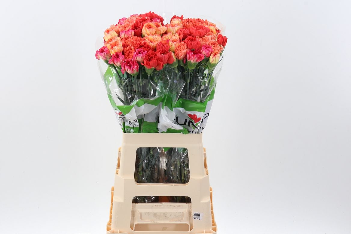 Dianthus Single Mix Per Bunch 70cm