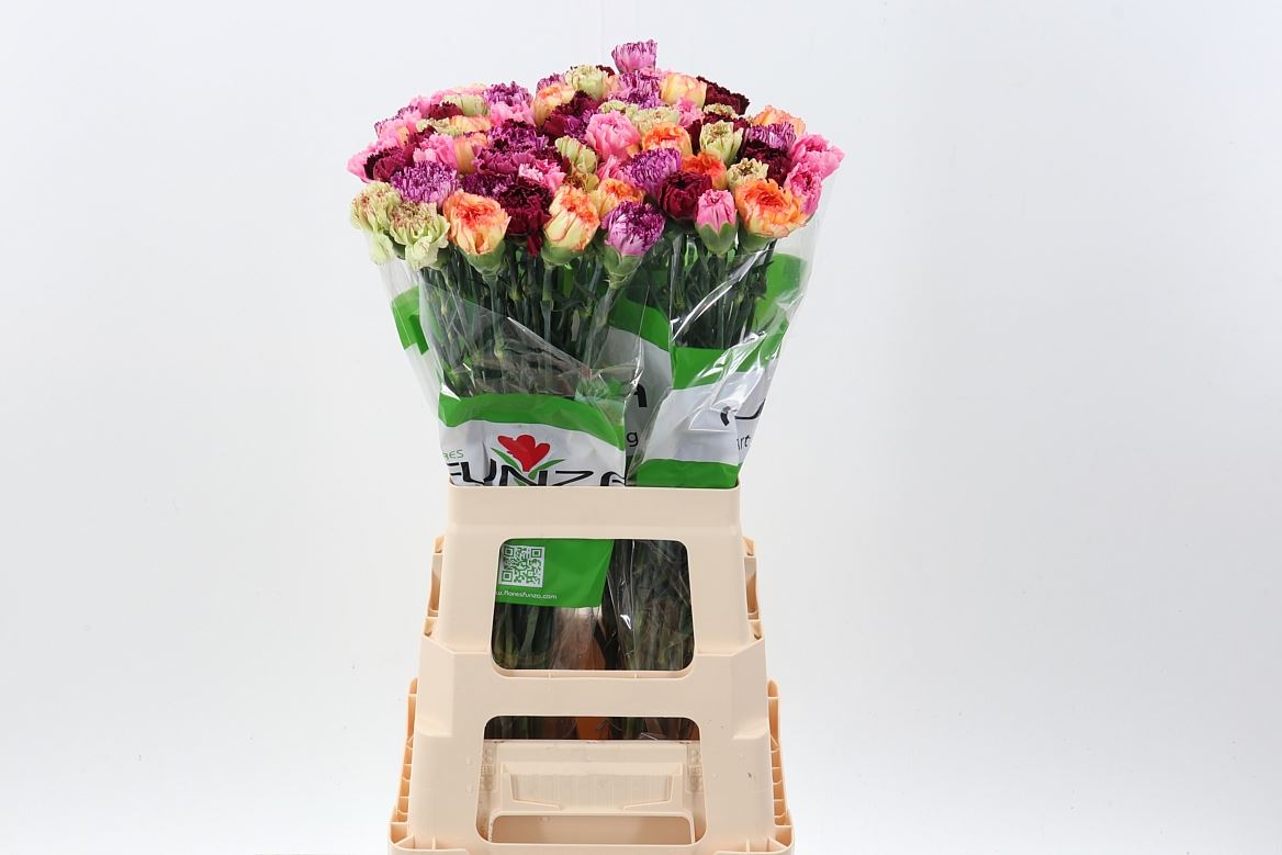 Dianthus Single Mix Per Bunch 70cm