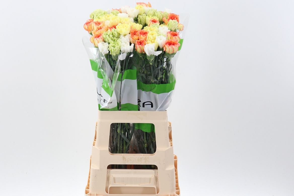 Dianthus Single Mix Per Bunch 70cm