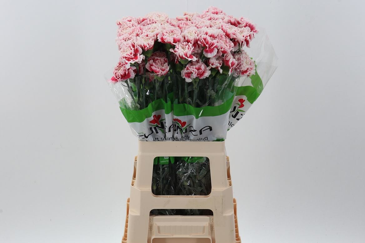 Dianthus St 70cm