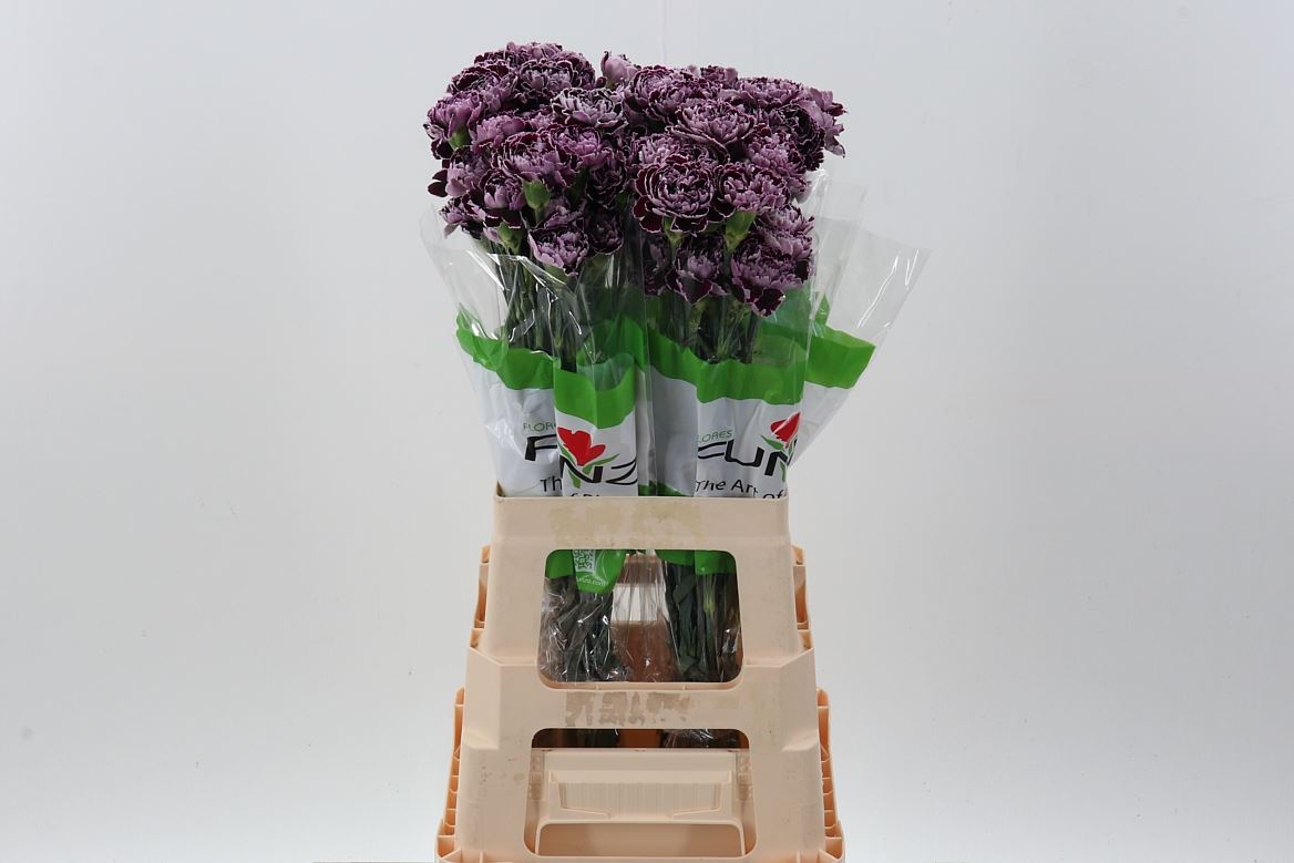 Dianthus Single Minerva 70cm