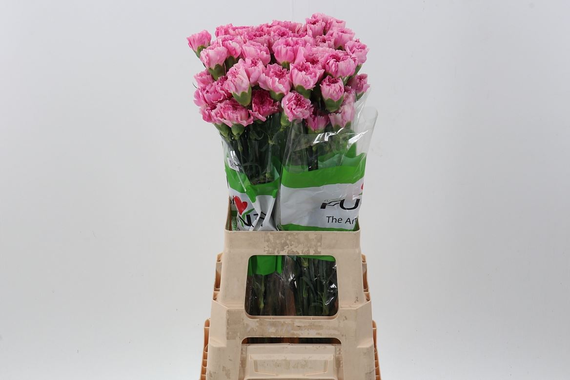 Dianthus St 70cm