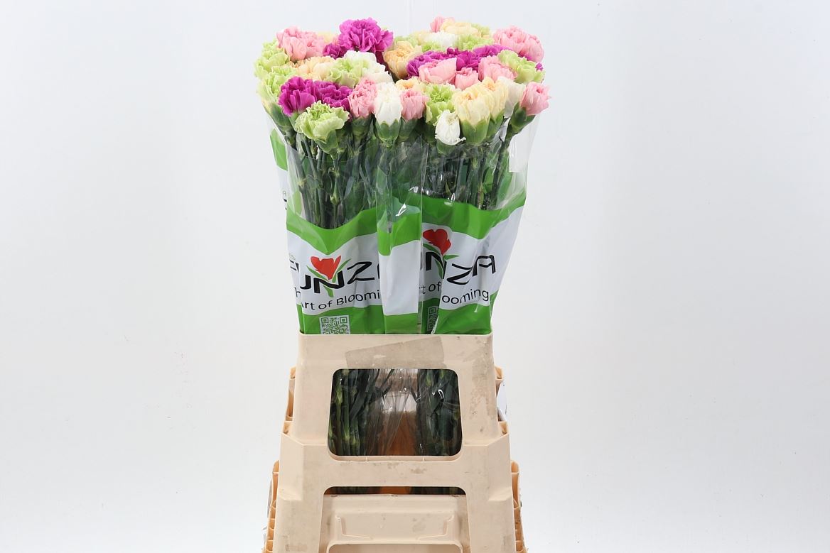 Dianthus Single Mix Per Bunch 70cm