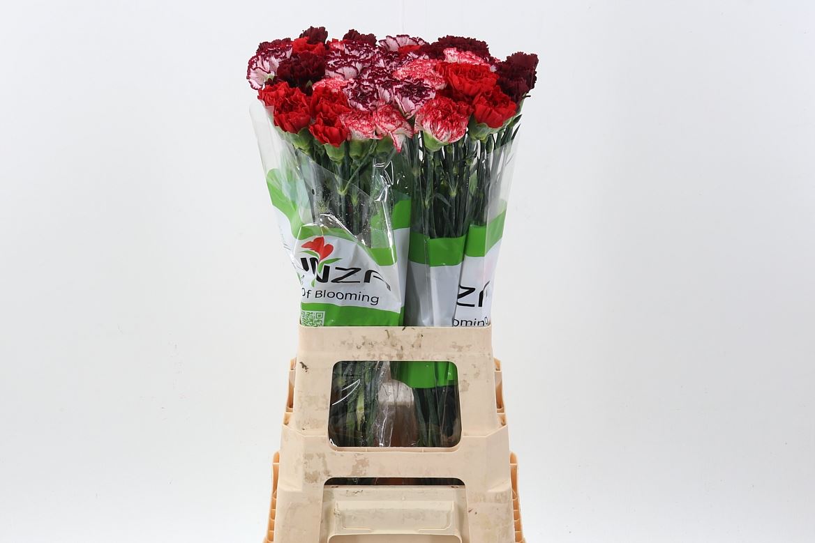 Dianthus Single Mix Per Bunch 70cm