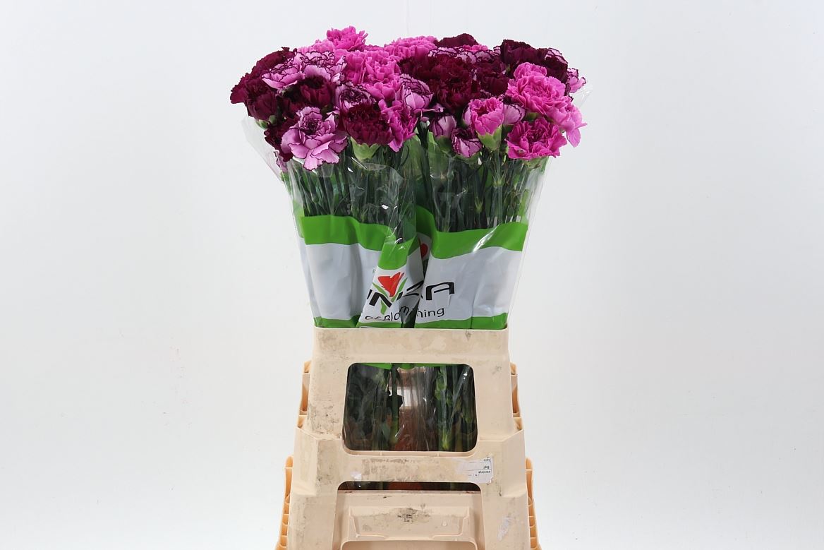 Dianthus Single Mix Per Bunch 70cm