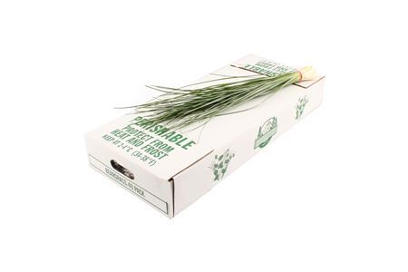 Xerophyllum Tenax Beargrass Per Bunch 60cm