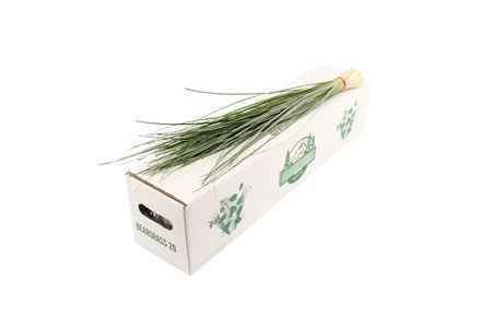 Xerophyllum Tenax Beargrass Per Bunch 60cm