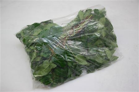 Cutgreens Salal Tips