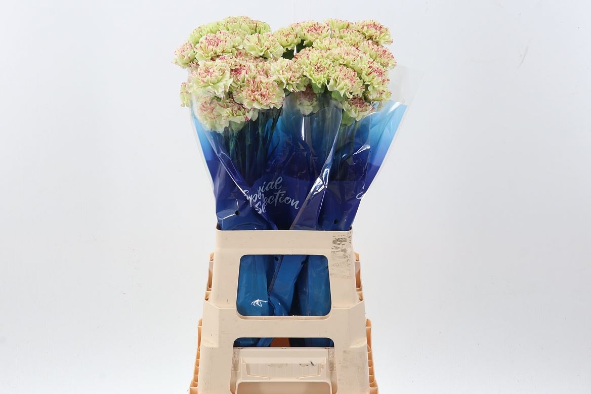 Dianthus Single Mochi 70cm