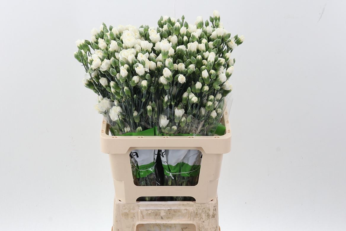 Dianthus Spray Tarifa 65cm