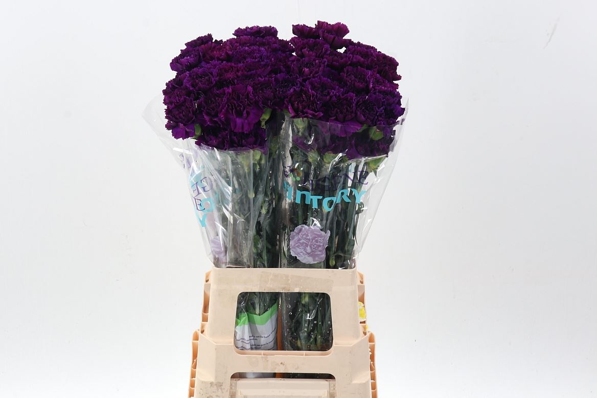 Dianthus Single Moontea 70cm