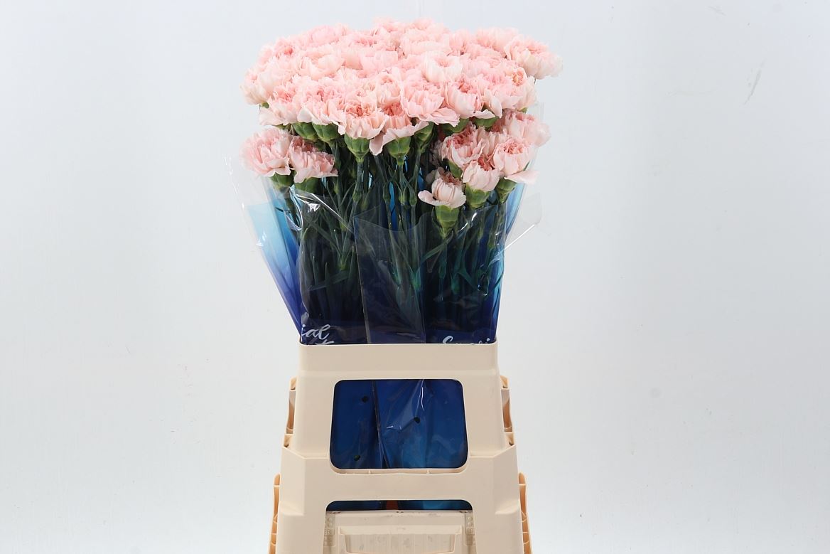 Dianthus Single Maruchi 70cm