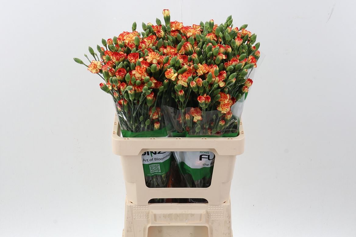 Dianthus Spray Carimbo 65cm