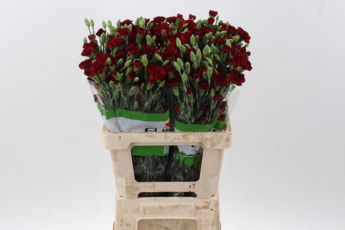 Dianthus Spray Chateau 65cm