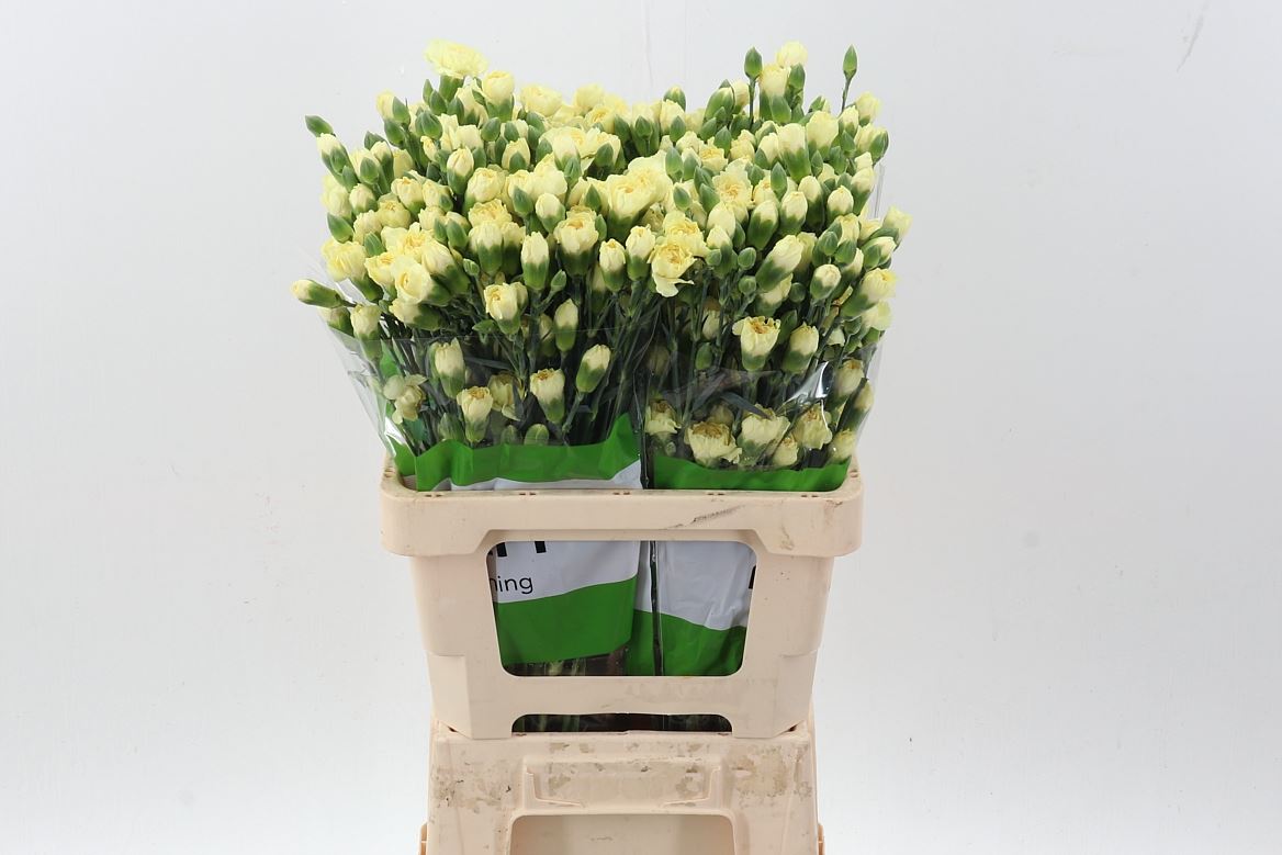 Dianthus Spray Xanthe 65cm