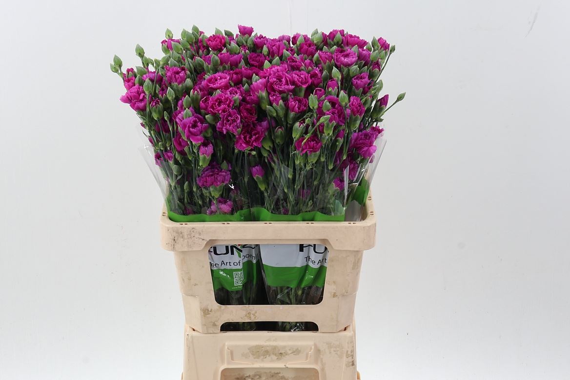 Dianthus Spray Jacaranda 65cm