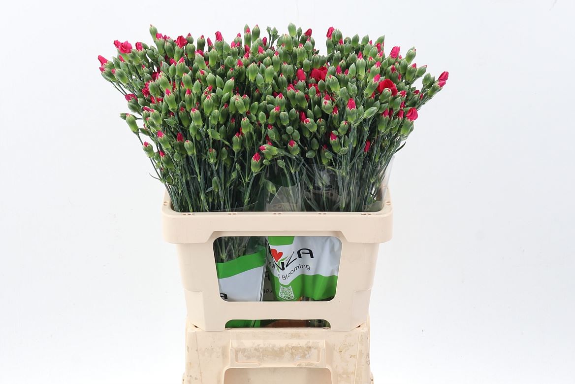 Dianthus Spray Single Solomio Imre 60cm