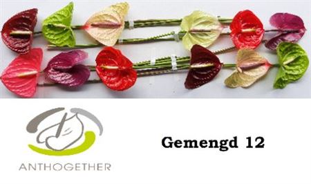 Anthurium Mixed 13Ø