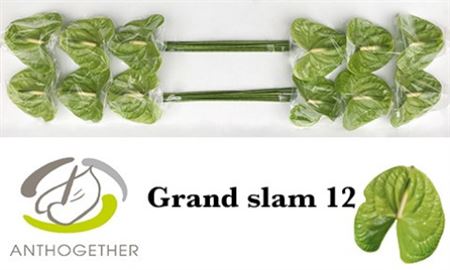 Anthurium Grand Slam 13Ø