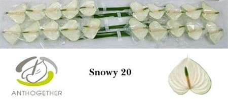 Anthurium Snowy 9Ø