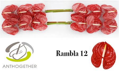 Anthurium Rambla 13Ø