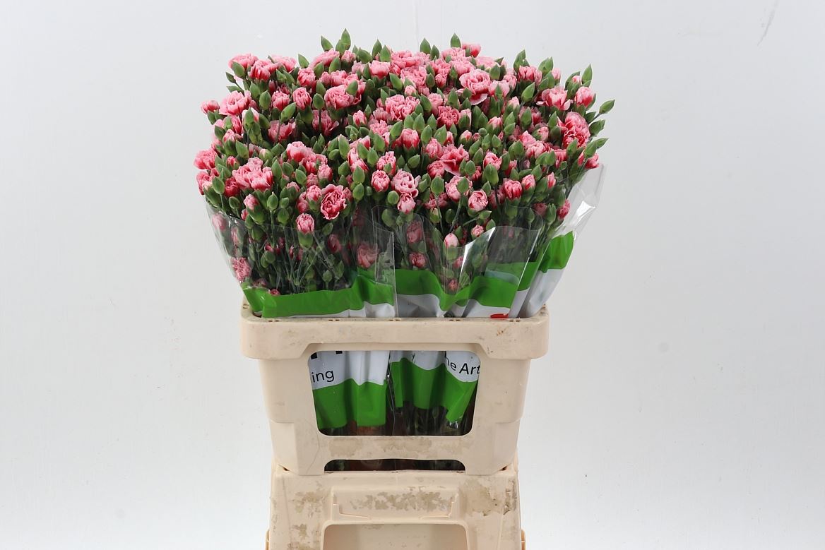Dianthus Spray Scarlette Plus 65cm