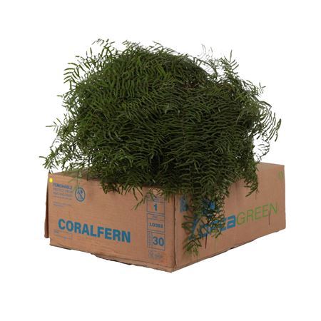 Gleichenia Dicarpa Per Bunch 15cm