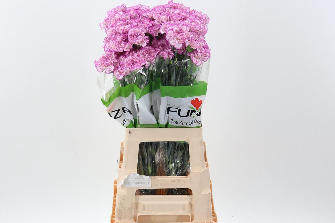 Dianthus St 70cm