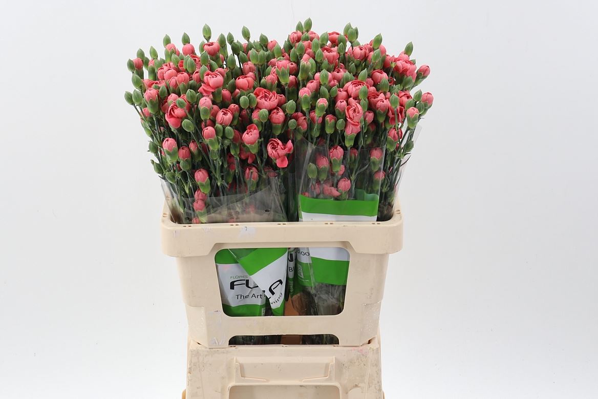 Dianthus Spray Miss Trendy 65cm