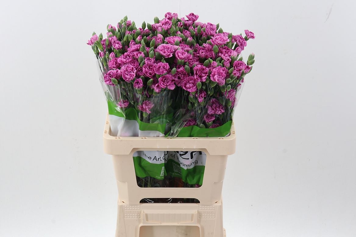 Dianthus Spray Mix 65cm