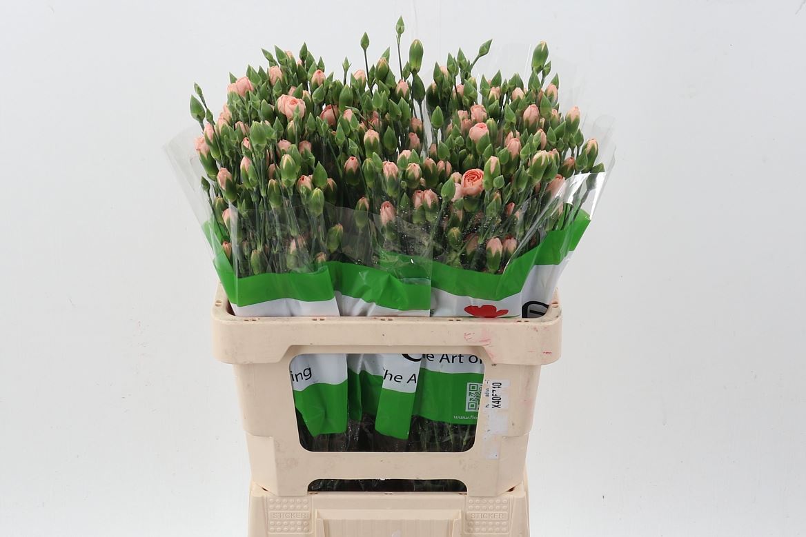 Dianthus Spray Hamada 65cm