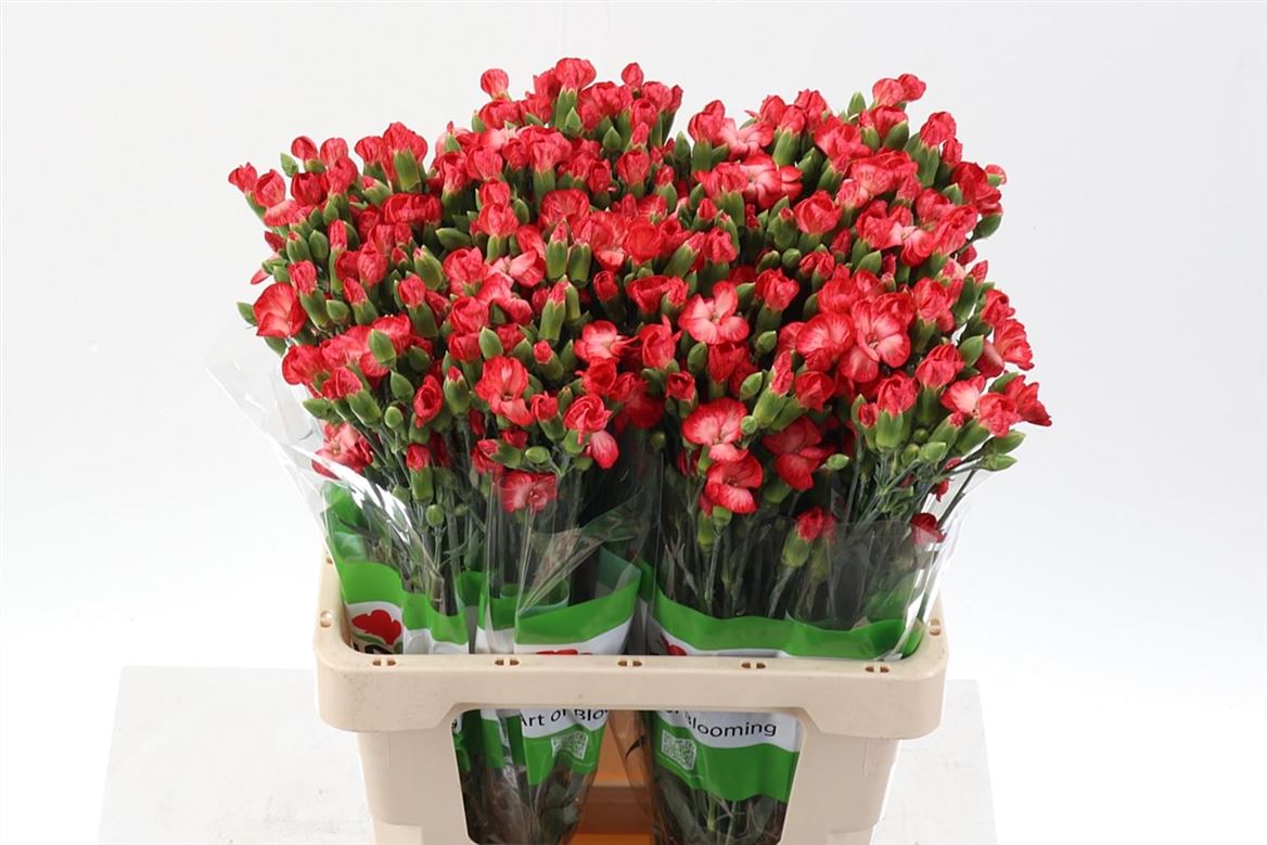 Dianthus Spray Single Solomio Clif 60cm