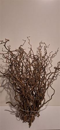Corylus Contorta 50cm 2-year