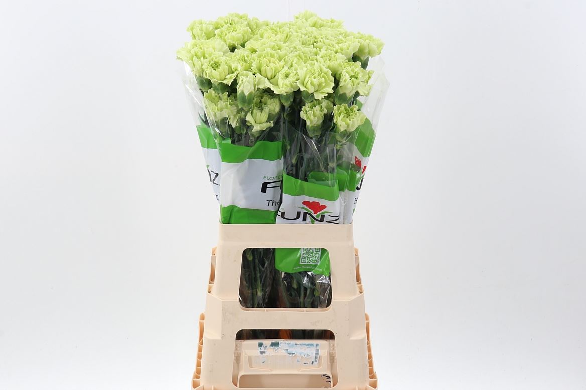Dianthus St 70cm