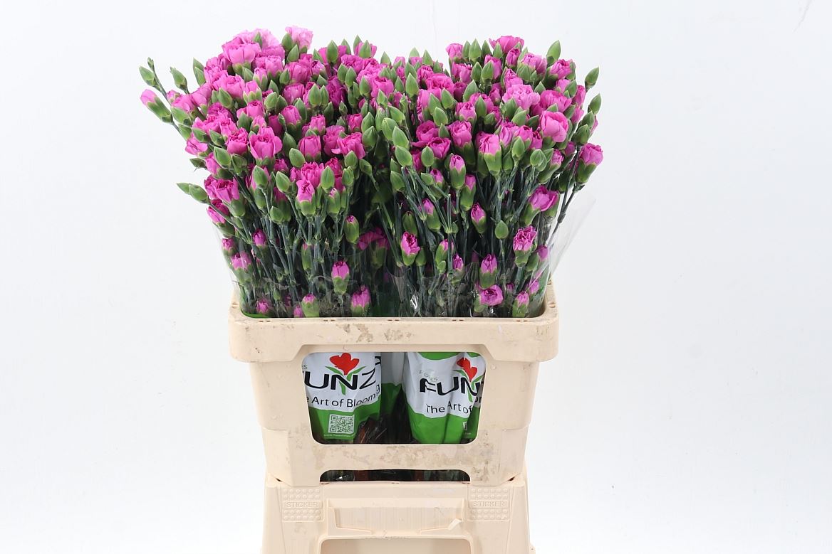 Dianthus Spray Malibu 65cm