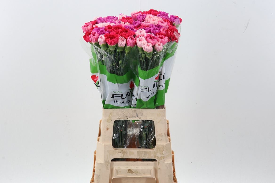 Dianthus Single Mix Per Bunch 70cm