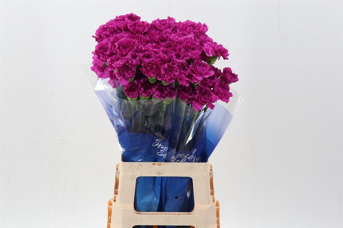 Dianthus Single Dark Farida 70cm