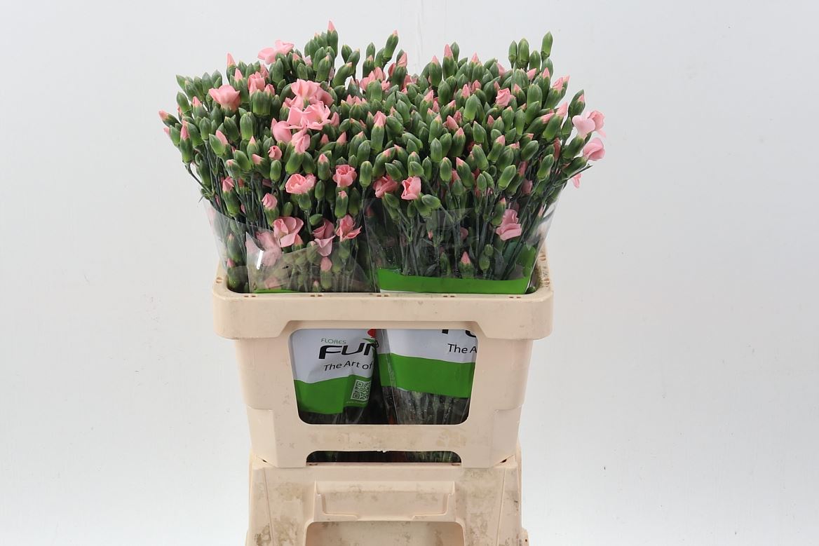 Dianthus Spray Single Solomio Cas 60cm