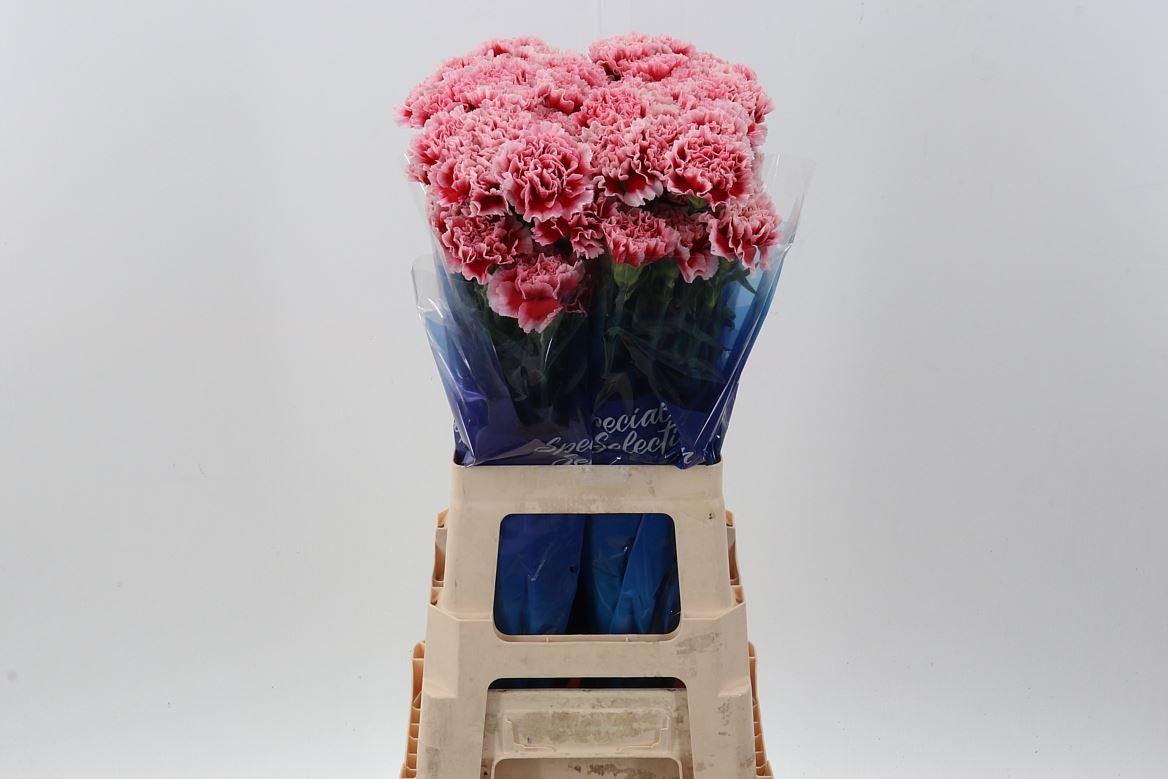 Dianthus Single Cheerio 70cm