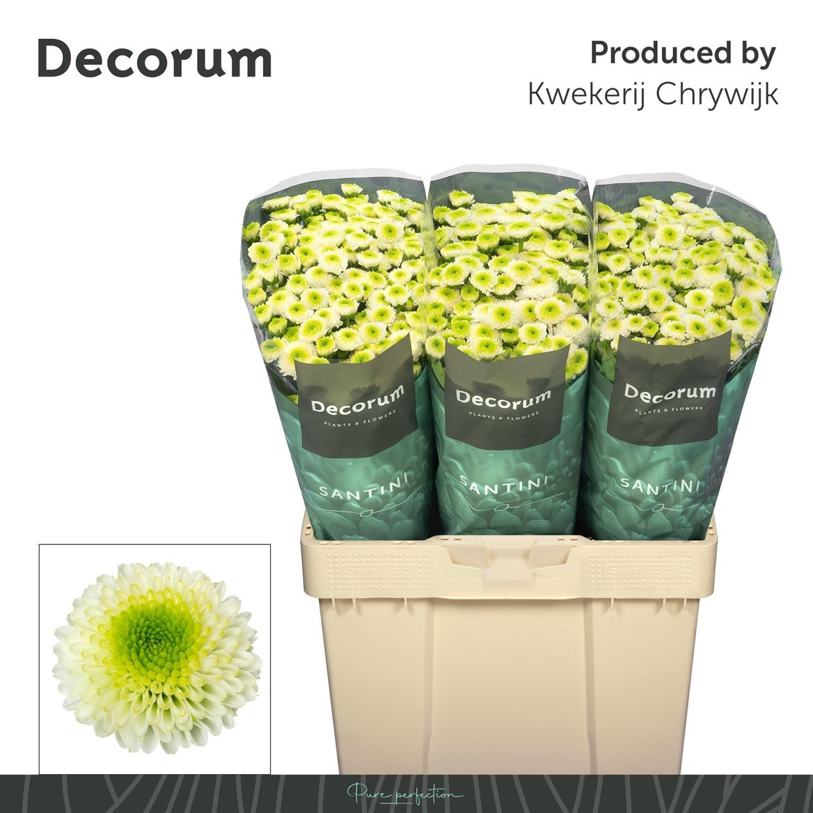Chrysanth Santini Maverick White 55cm 44gr.