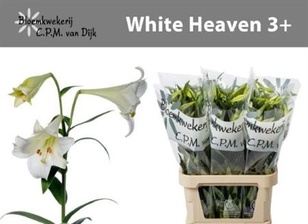 Lily Lf White Heaven 95cm 3+