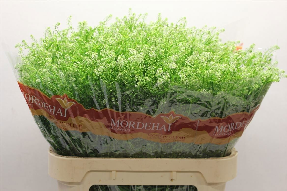 Lepidium Ruderale Green Bell 80cm 25gr.