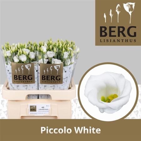 Eustoma Single Piccolo White 70cm
