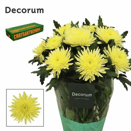 Chrysanth Single Topspin Yellow 70cm 95gr.