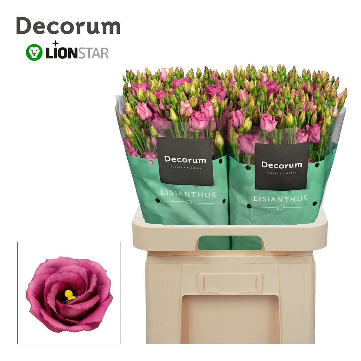 Eustoma Double Rosita Cherry 70cm
