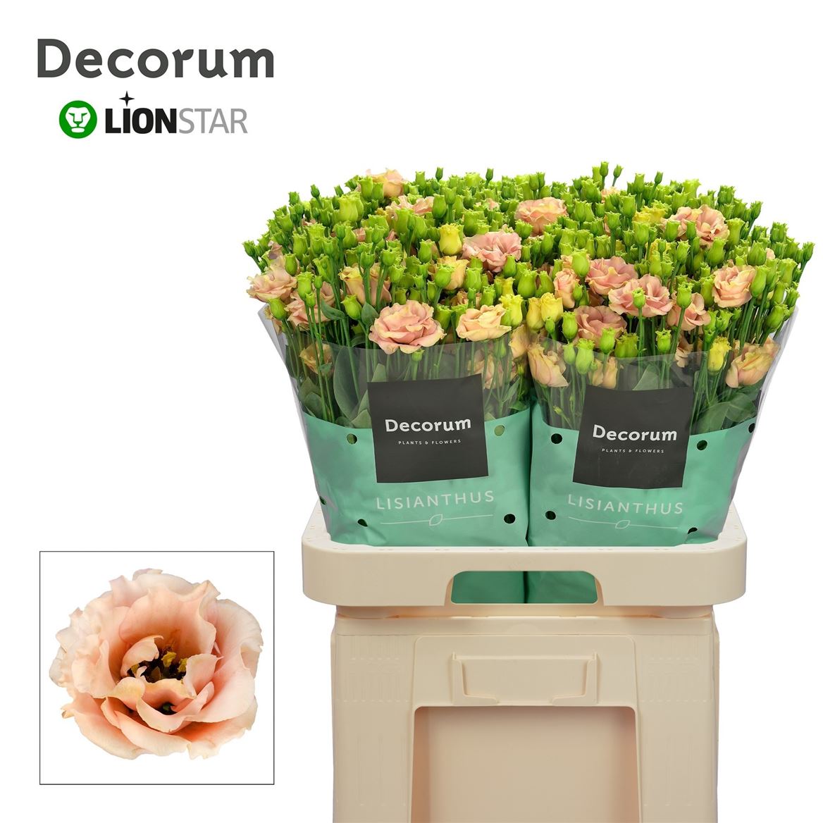 Eustoma Double Sabrina Orange 70cm