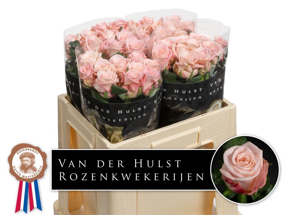 Rosa Big Baby 50cm