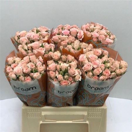 Rosa Spray Lydia 40cm 4+